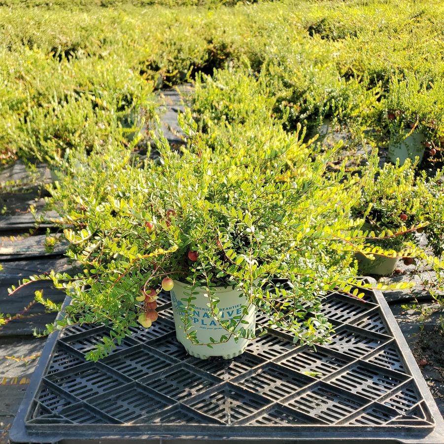 Vaccinium macrocarpon 'Pilgrim'
