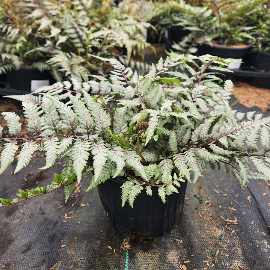 Athyrium nipponicum var. Pictum