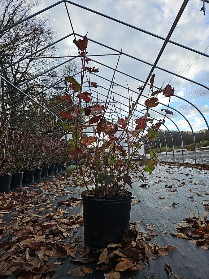Viburnum opulus 'Roseum'