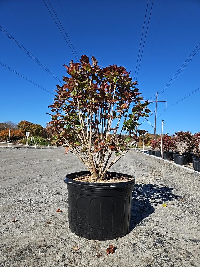 Viburnum trilobum 'Baileys Compactum'