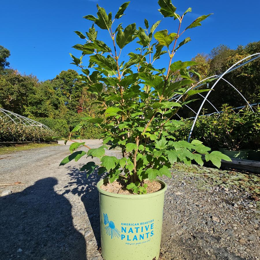 Viburnum trilobum 'Wentworth'