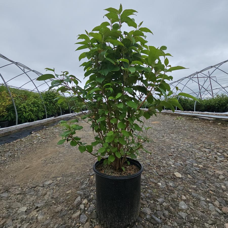 Viburnum p. t. Mariesii