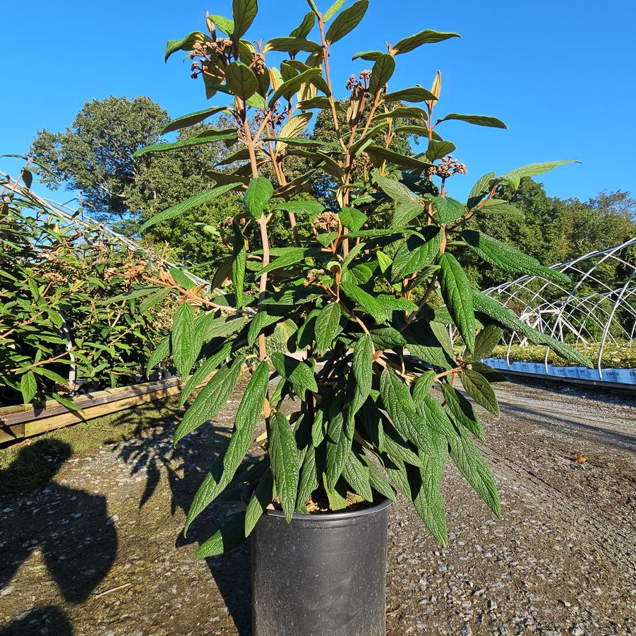 Viburnum rhytidophyllum 