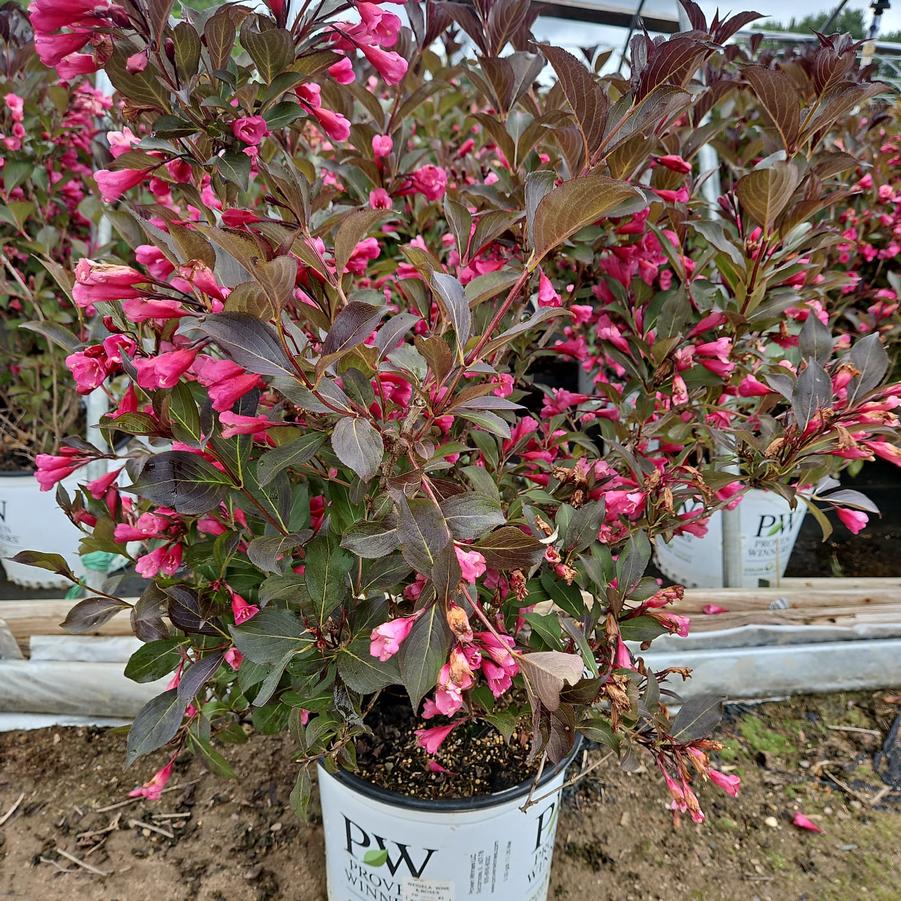 Weigela florida Wine & Roses®