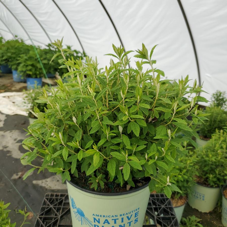 Spiraea tomentosa 