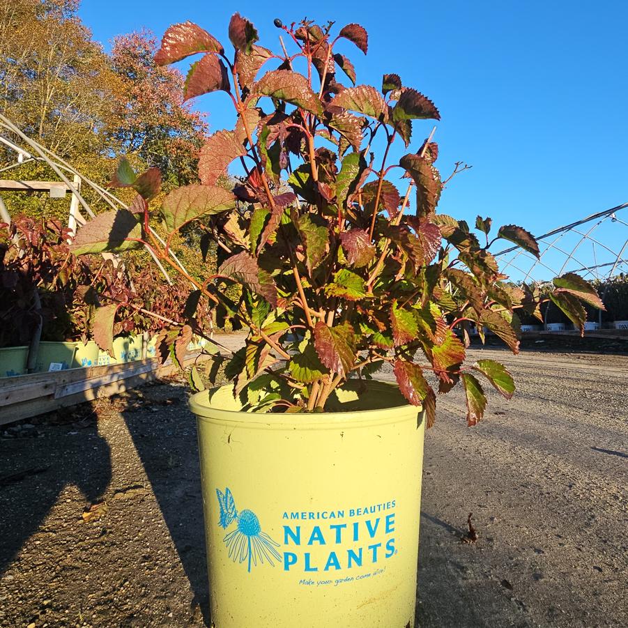 Viburnum dentatum Blue Blaze™