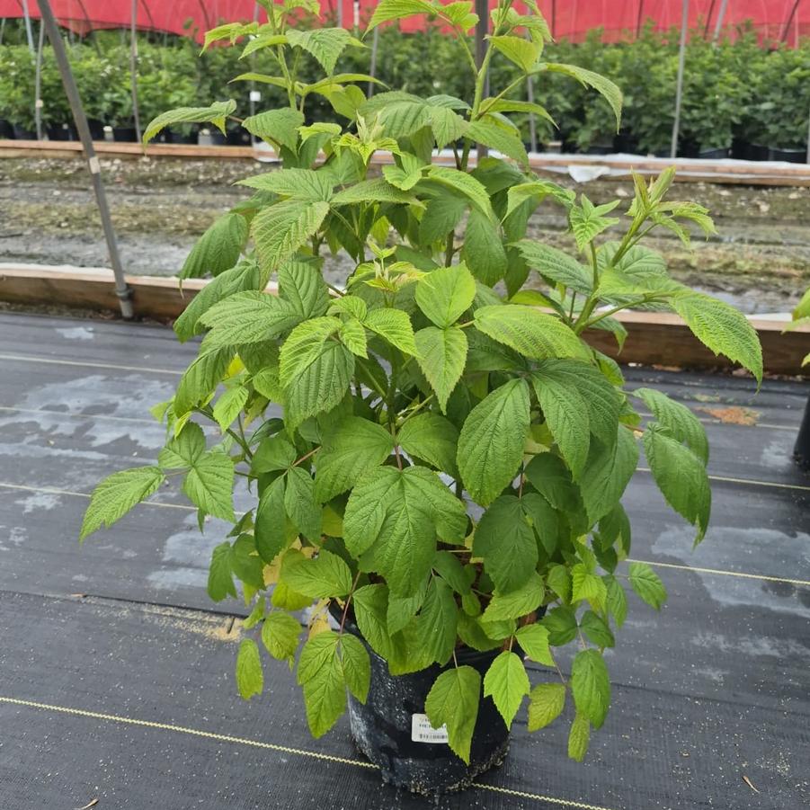 Rubus idaeus 'Heritage'