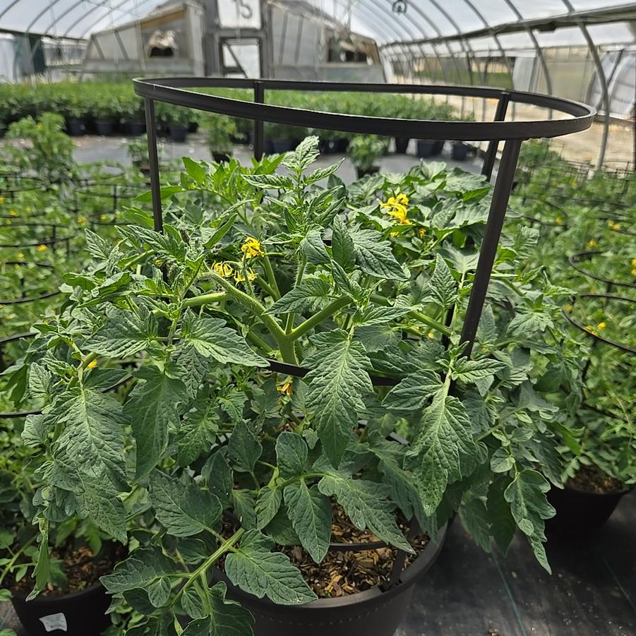 Tomato Bush Early Girl
