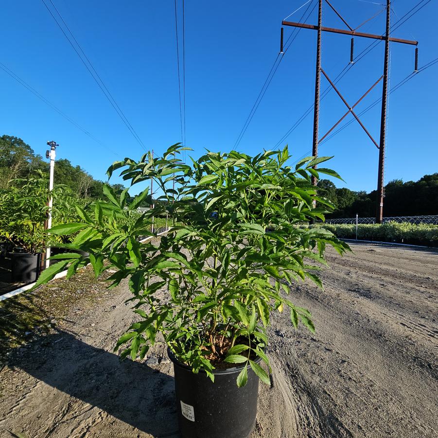 Sambucus canadensis York