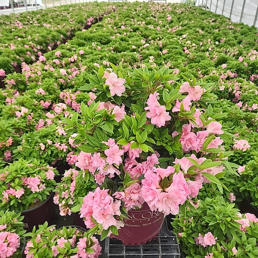 Azalea Encore® Autumn Carnation®