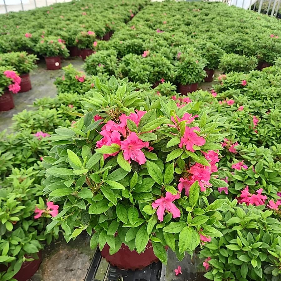 Azalea Encore® Autumn Sangria®
