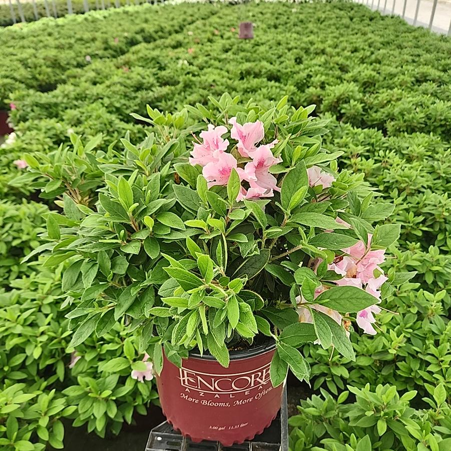 Azalea Encore® Autumn Twist®