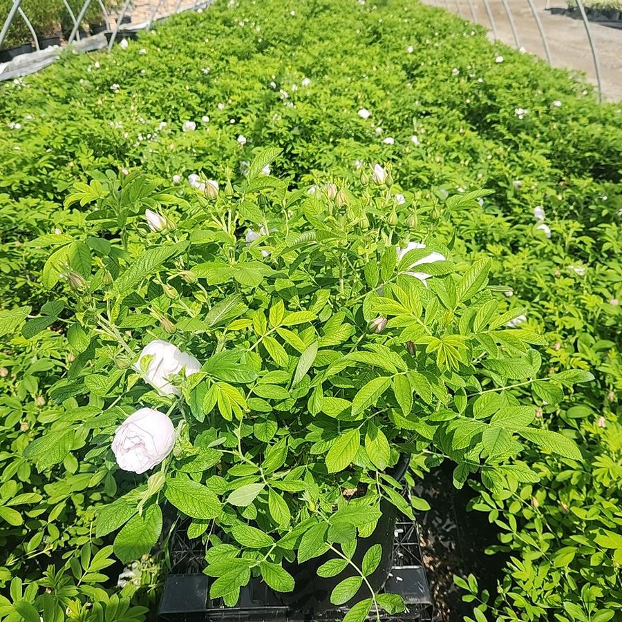 Rosa rugosa Snow Pavement