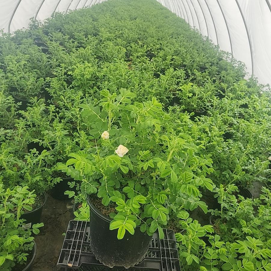 Rosa Blanc Double De Coubert