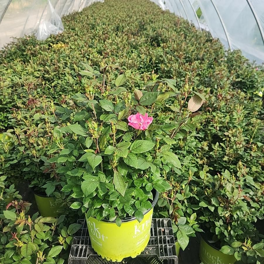 Rosa Pink Knock Out®