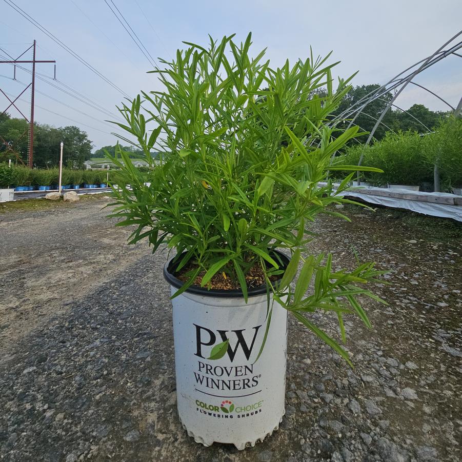 Hypericum X Sunny Boulevard®