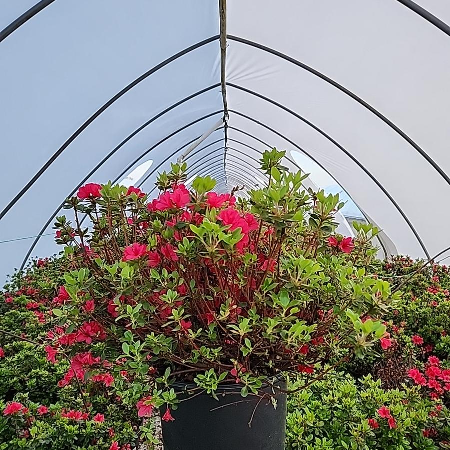 Azalea 'Hino Crimson'