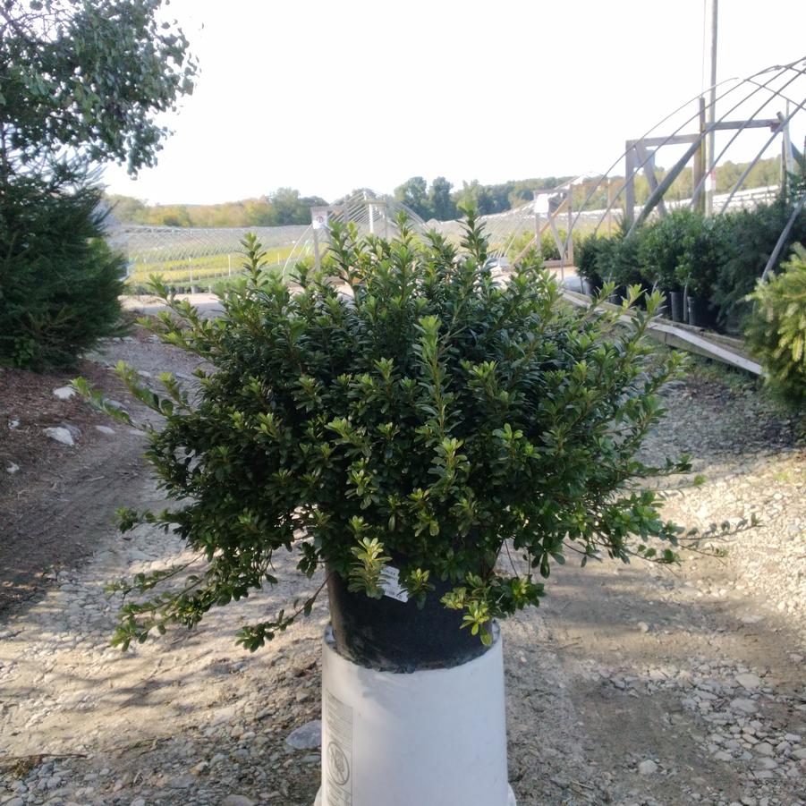 Azalea x 'Gumpo White'