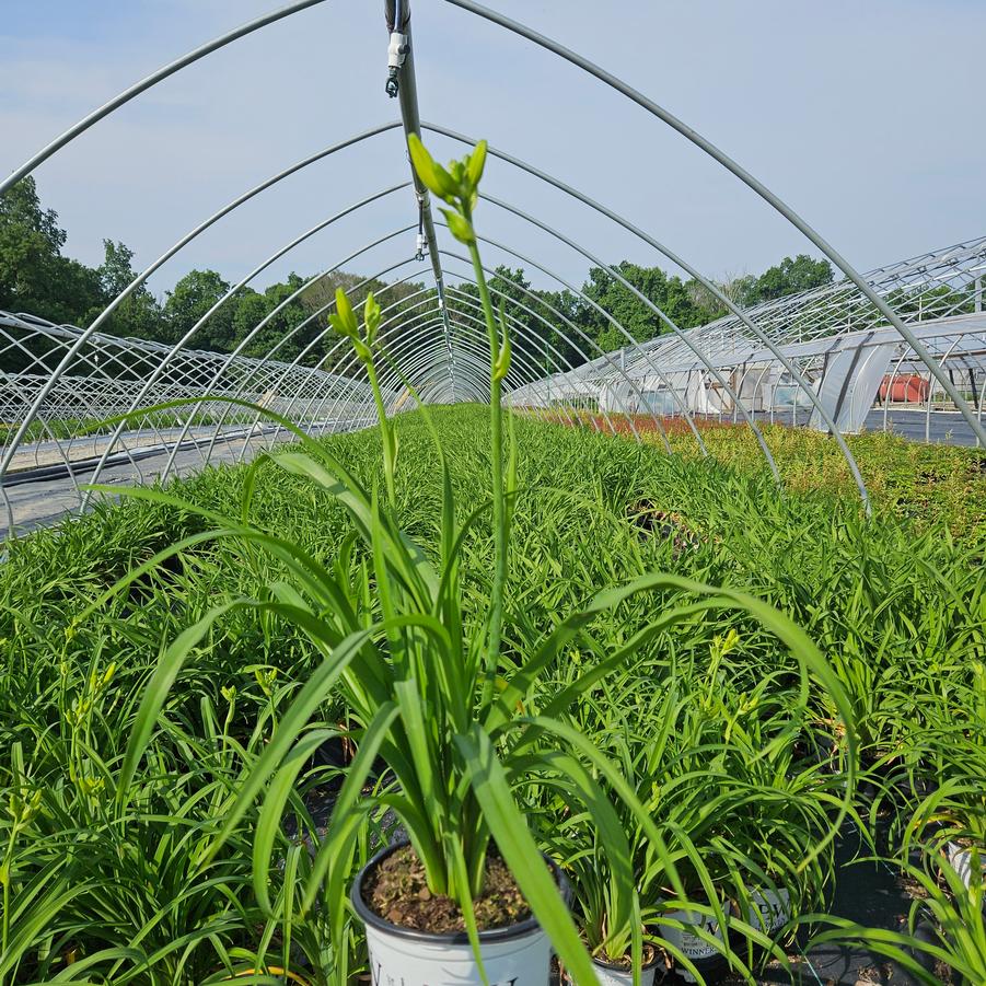Hemerocallis Rainbow Rhythm® Going Bananas
