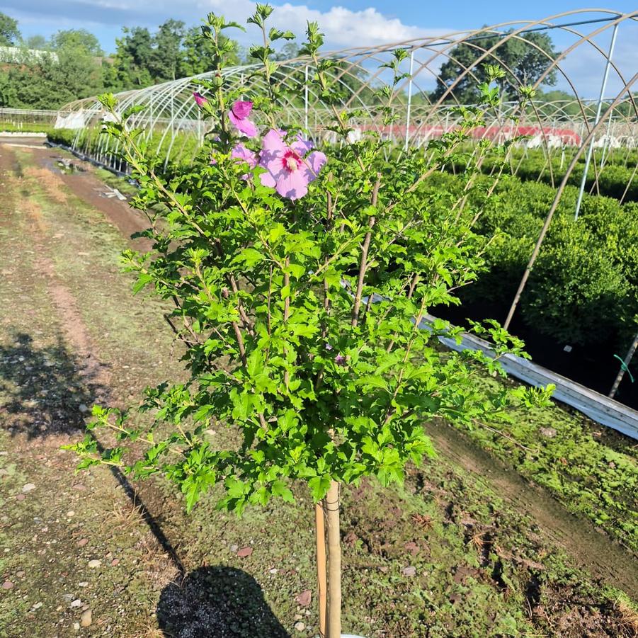 Hibiscus syriacus Violet Satin®