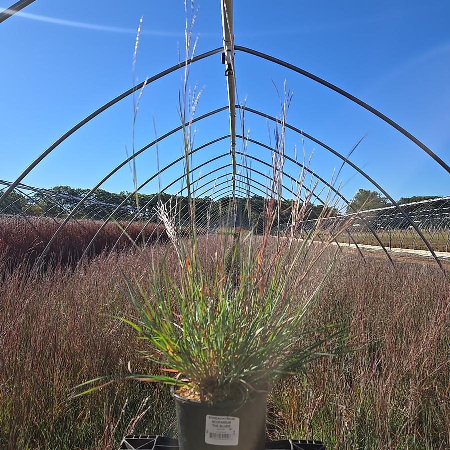 Schizachyrium scoparium The Blues