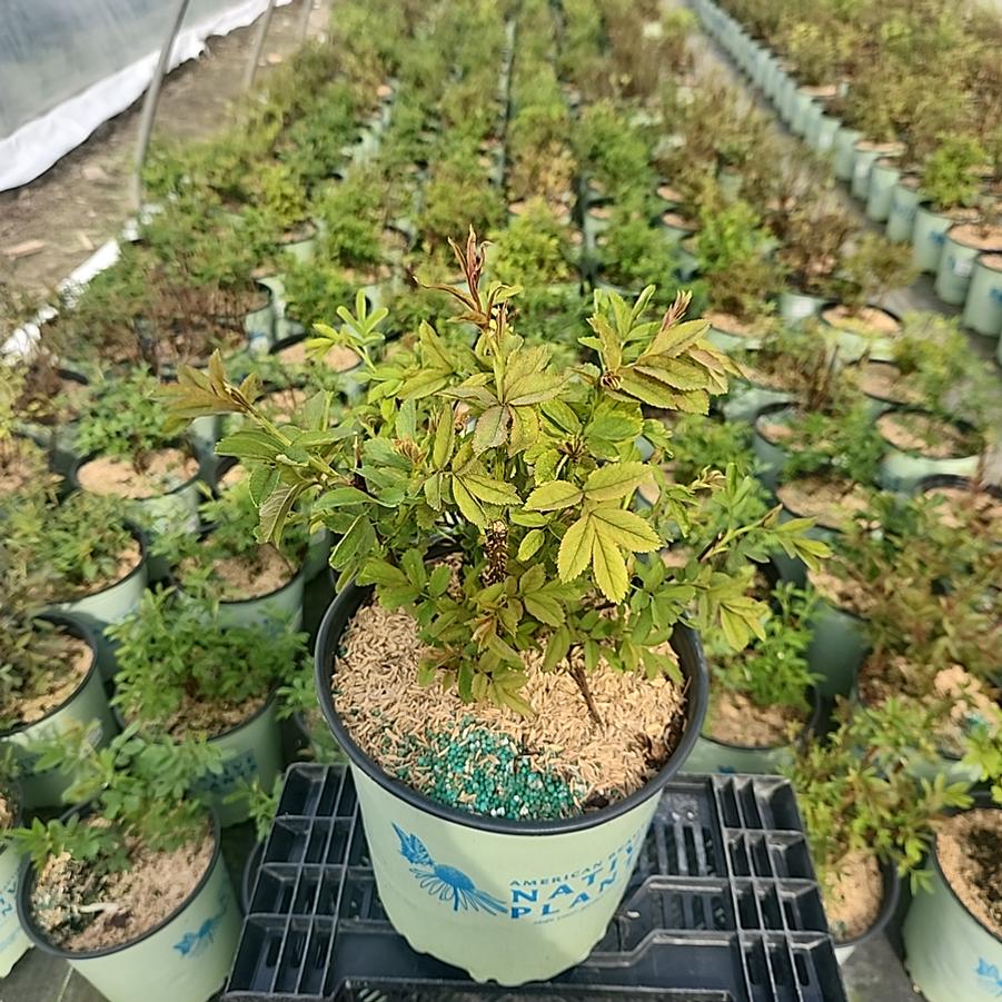 Rosa palustris 
