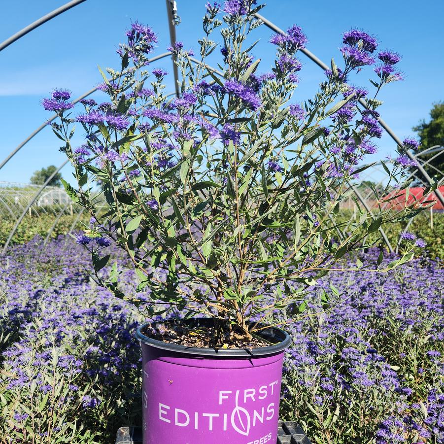 Caryopteris x cland. Sapphire Surf™