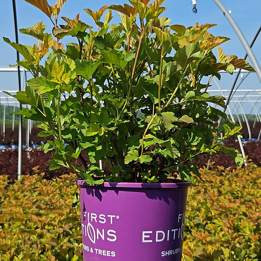 Physocarpus Amber Jubilee™