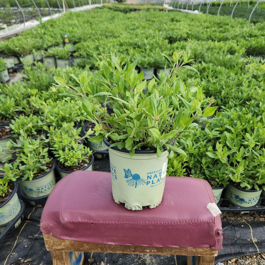 Coreopsis Sunshine Superman