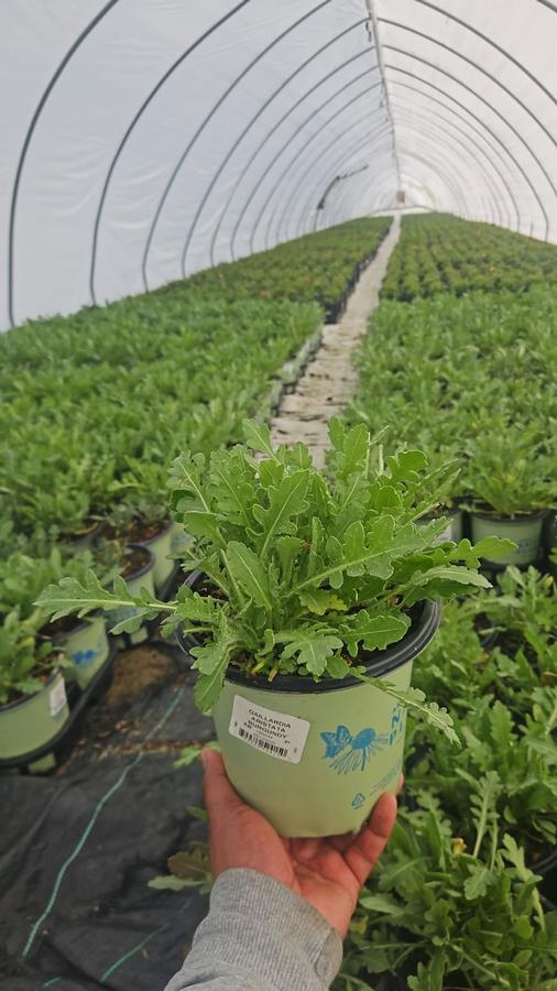 Gaillardia aristata Burgundy