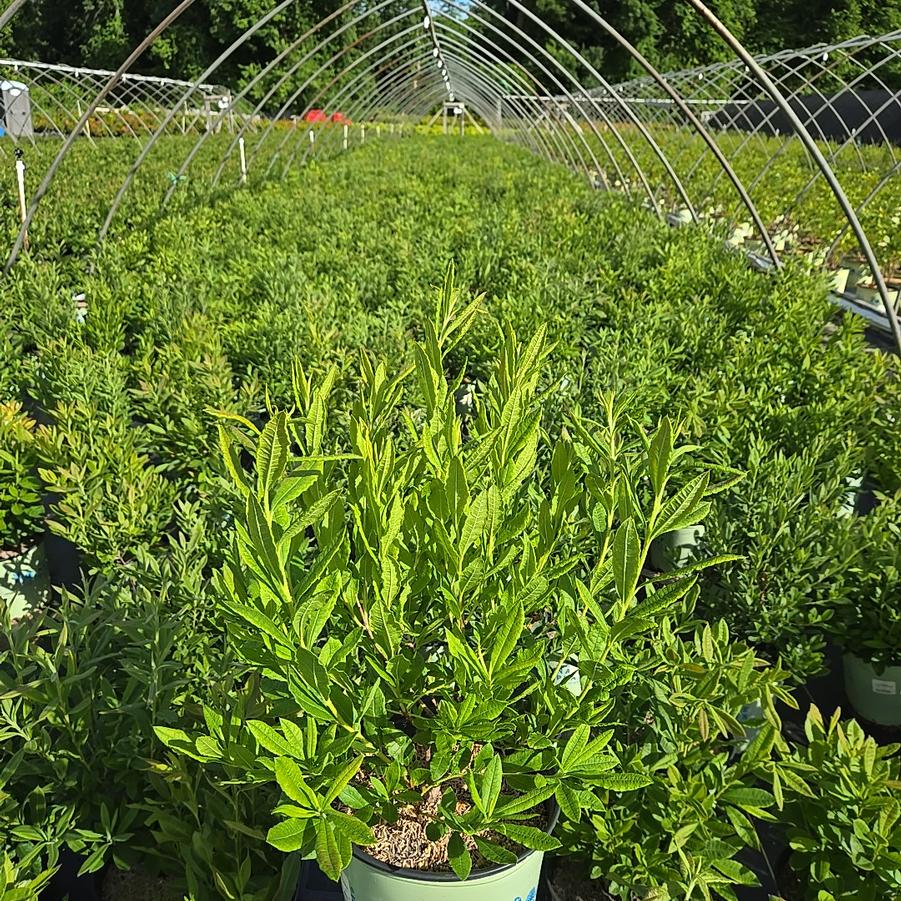 Azalea periclymenoides 