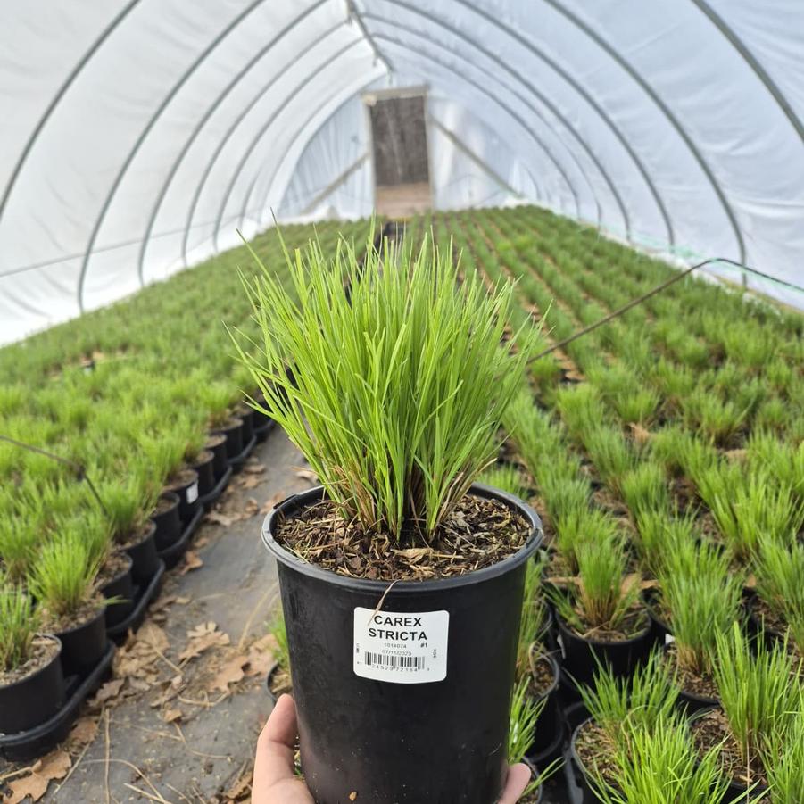 Carex stricta 