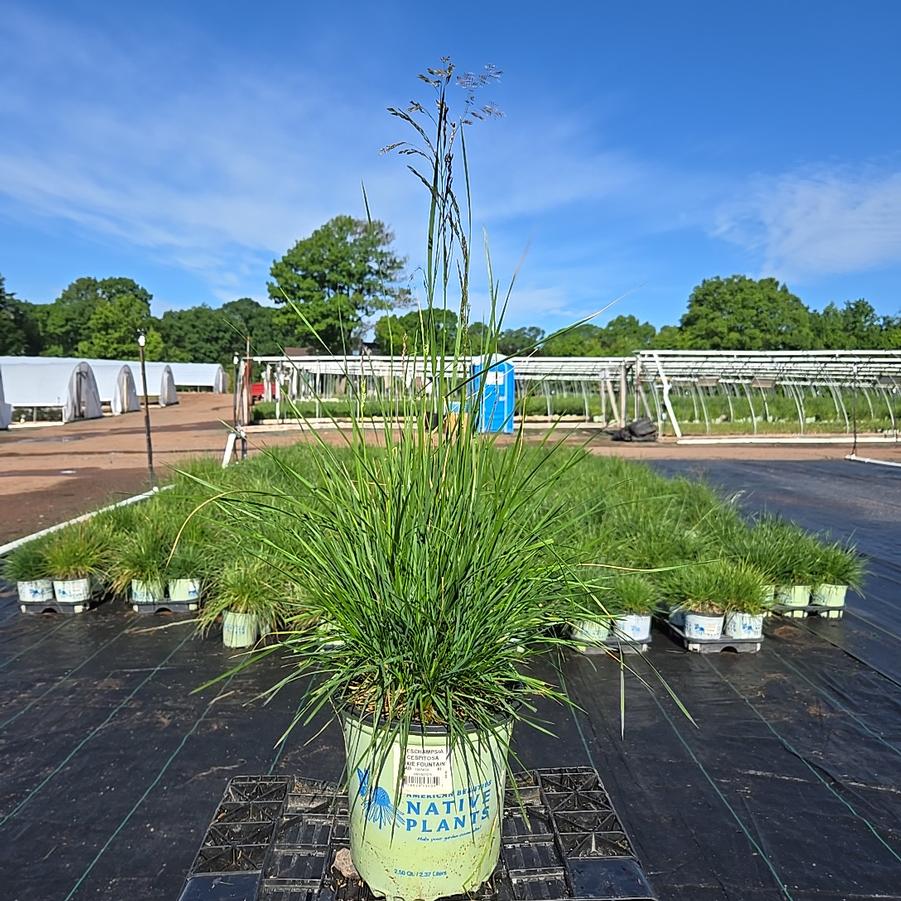 Deschampsia cespitosa 'Pixie Fountain'