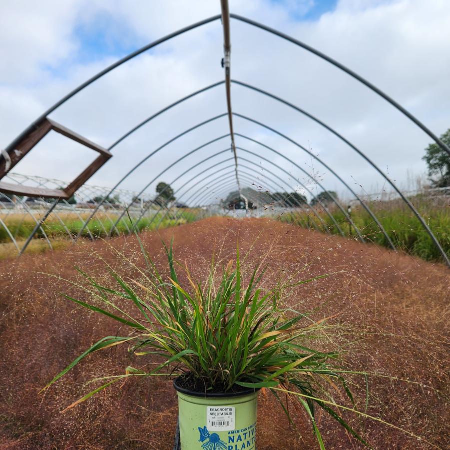 Eragrostis spectabilis 