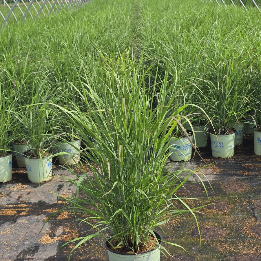 Panicum virgatum Shenandoah