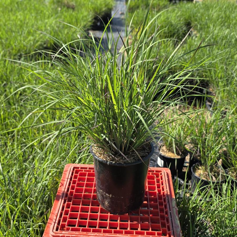 Schizachyrium scoparium 'Standing Ovation'