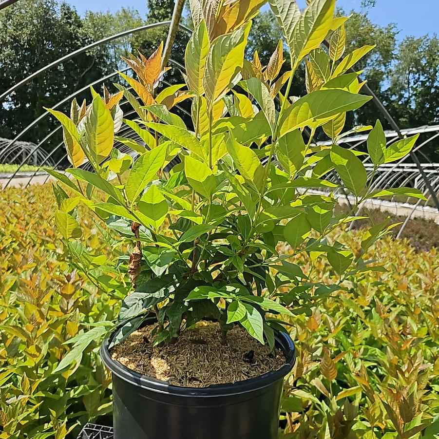 Cephalanthus occidentalis 