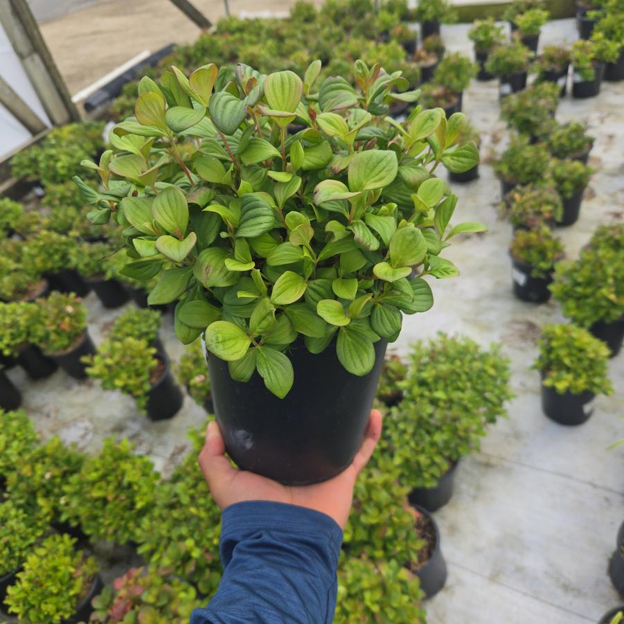 Cornus canadensis 