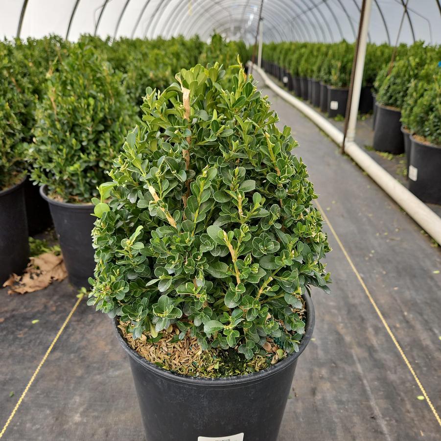 Buxus 'Cranberry Creek'