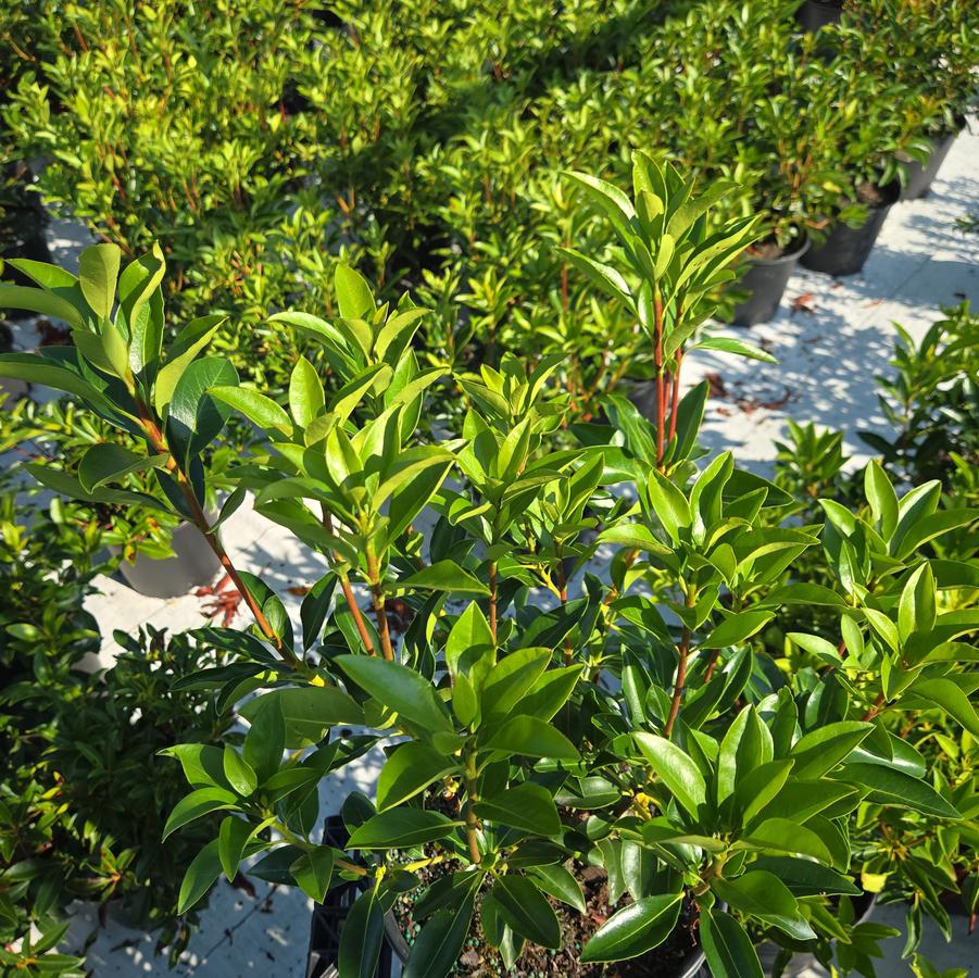 Kalmia latifolia Galaxy