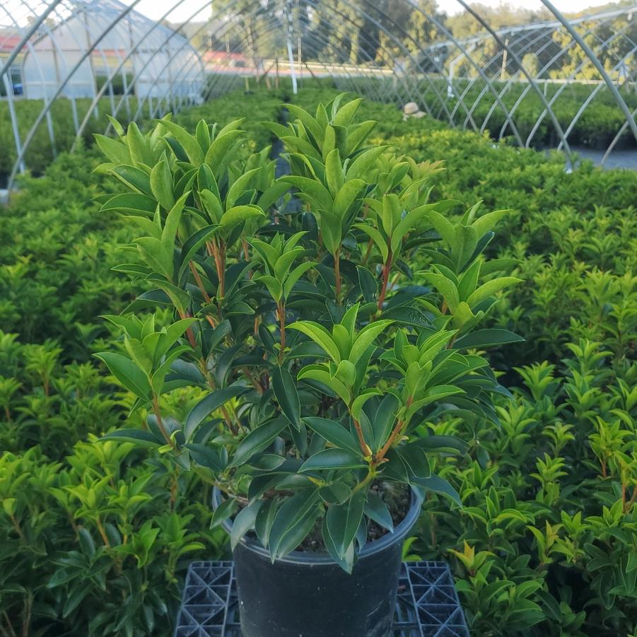 Kalmia latifolia 'Goodshow'