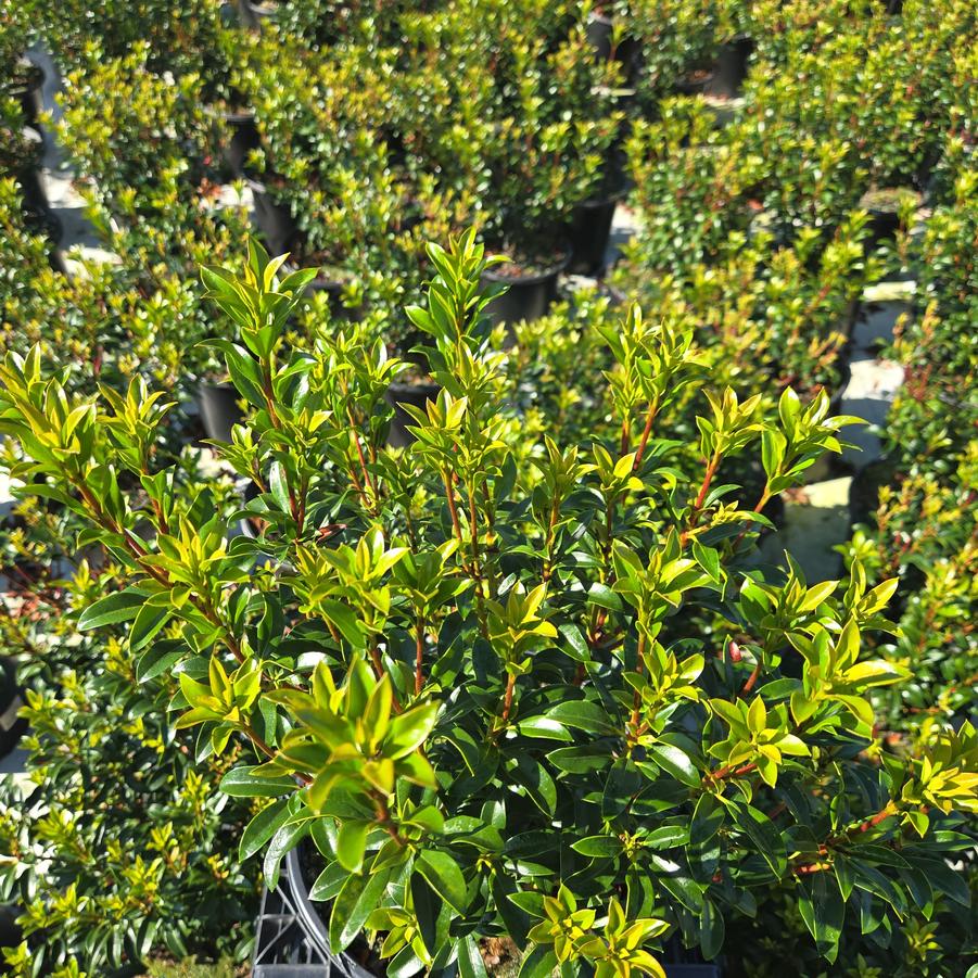 Kalmia latifolia Little Linda