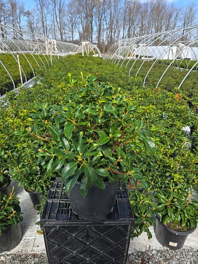 Kalmia latifolia 'Red Bandit'