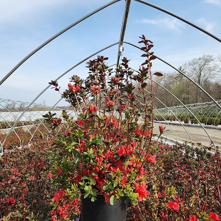 Azalea 'Stewartstonian'