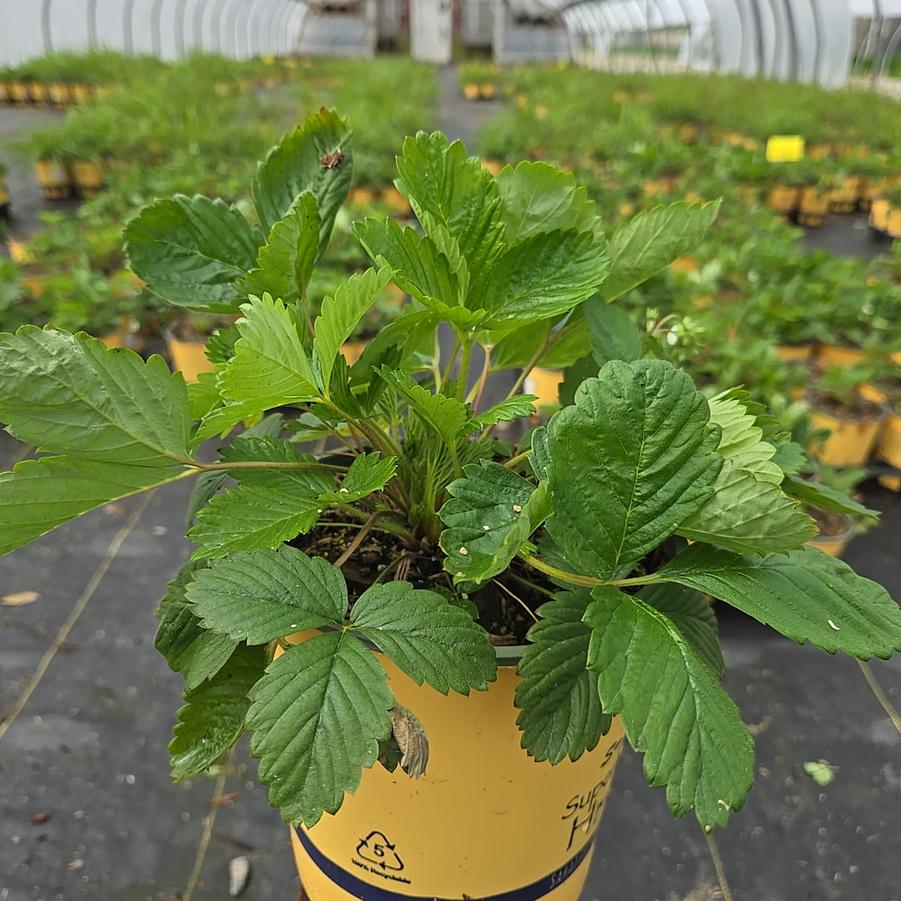 Fragaria vesca 'Alexandria'