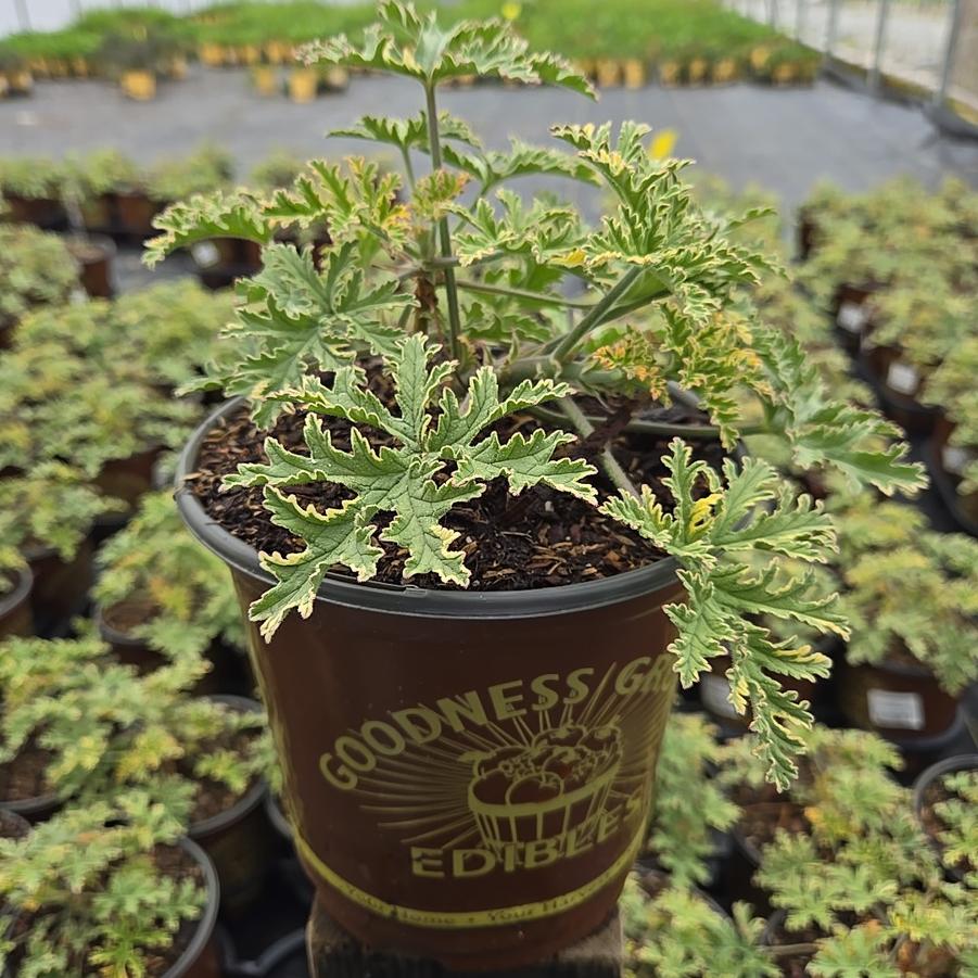 Pelargonium citrosa Lady Plymouth