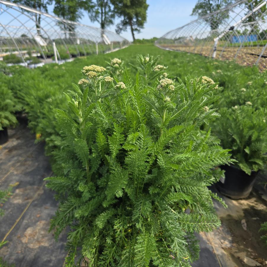 Achillea millefolium 'Strawberry Seduction'