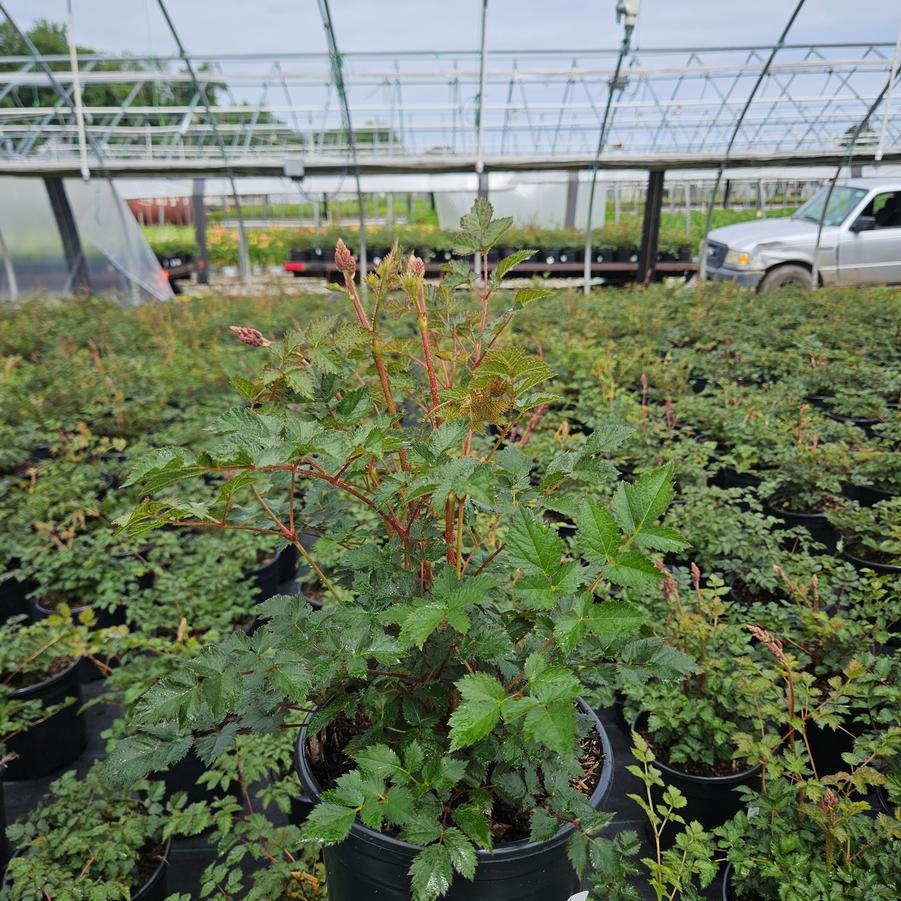 Astilbe chinensis 'Purple Candles'