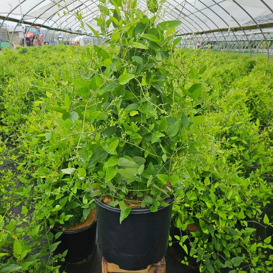 Clematis paniculata 