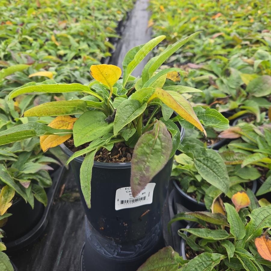 Echinacea x 'Cheyenne Spirit'